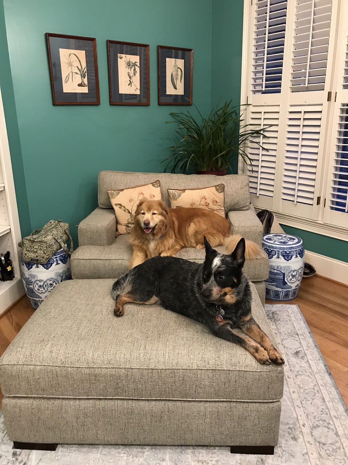 Diane's dogs in her kitchen showing personality