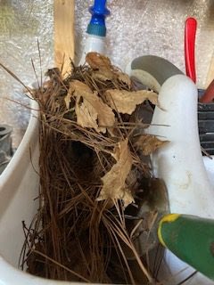 bird's nest